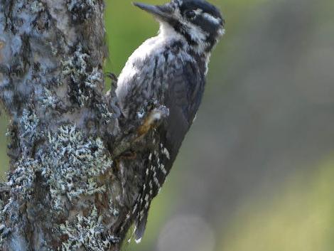 三趾啄木鸟图片