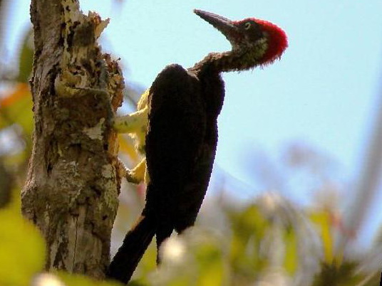白腹黑啄木鸟图片