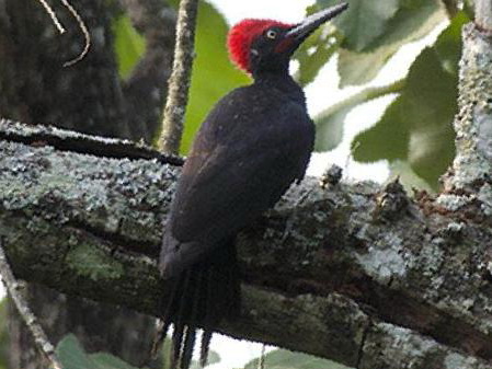 白腹黑啄木鸟图片