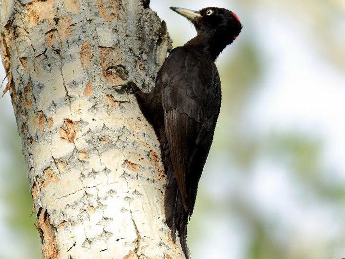黑啄木鸟图片