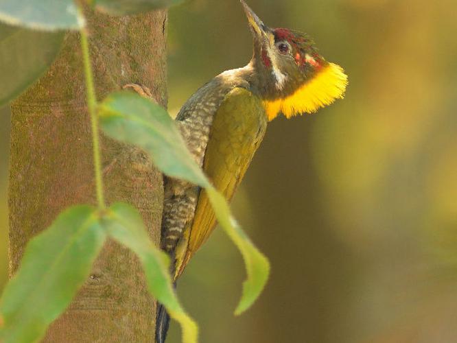 黄冠啄木鸟图片