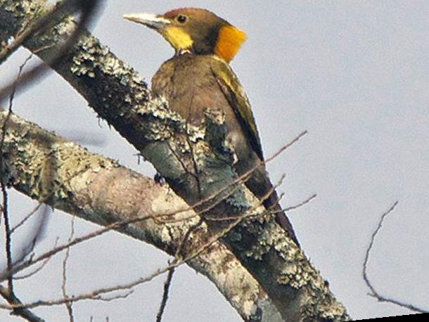大黄冠啄木鸟图片