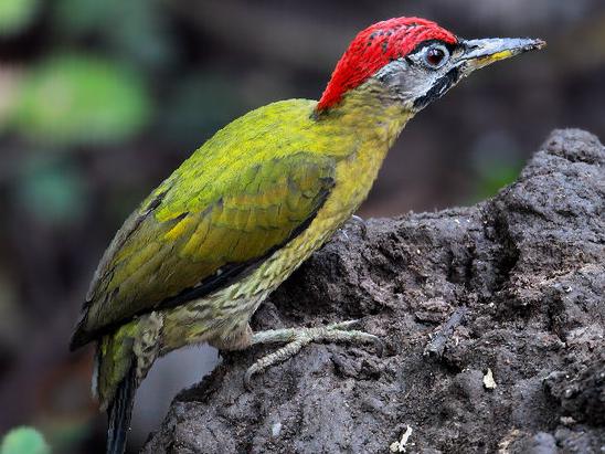 花腹绿啄木鸟图片