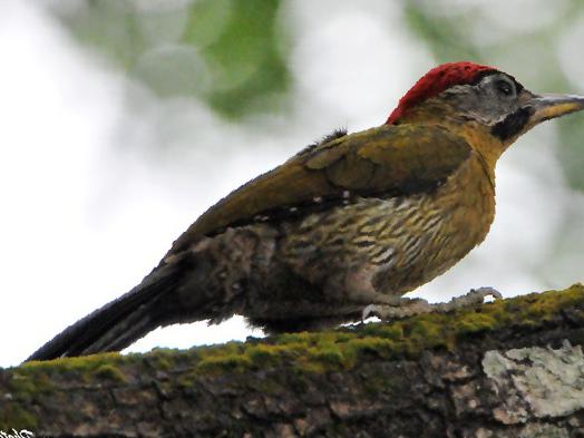 花腹绿啄木鸟图片