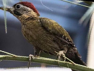 花腹绿啄木鸟图片