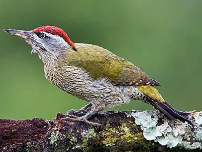 鳞喉绿啄木鸟图片
