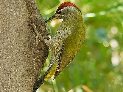 鳞喉绿啄木鸟图片