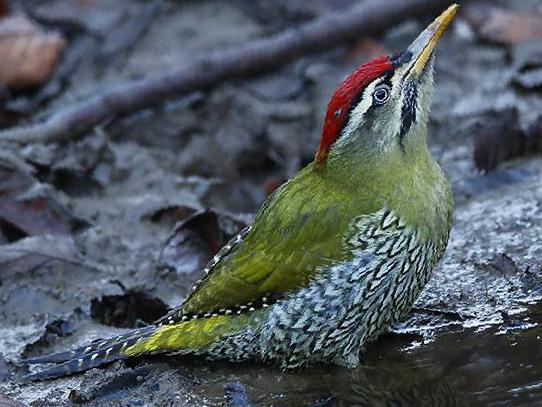 鳞腹绿啄木鸟图片