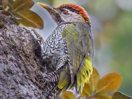 鳞腹绿啄木鸟图片