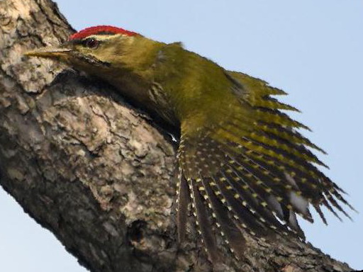 鳞腹绿啄木鸟图片