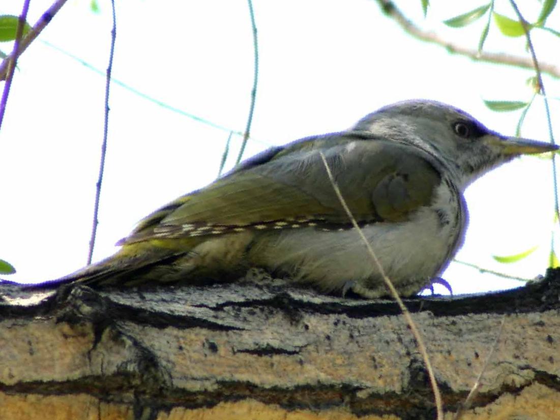 灰头绿啄木鸟图片