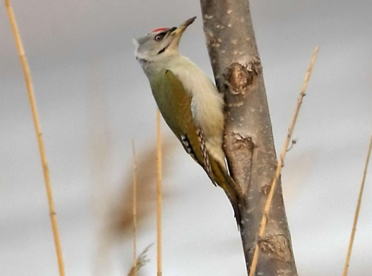 灰头绿啄木鸟图片