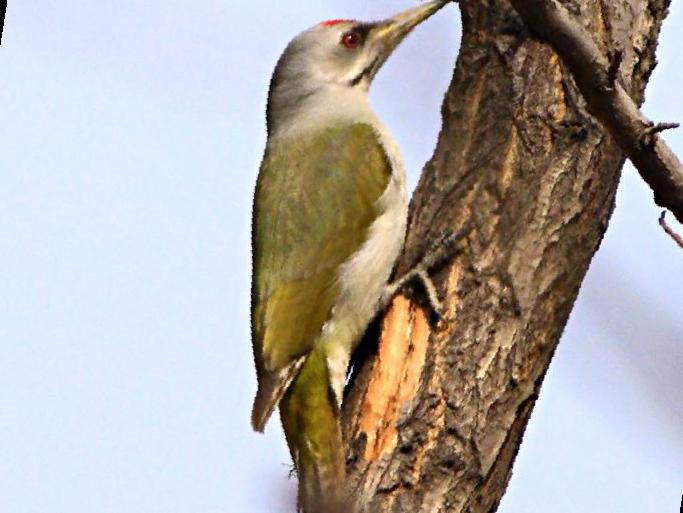 灰头绿啄木鸟图片