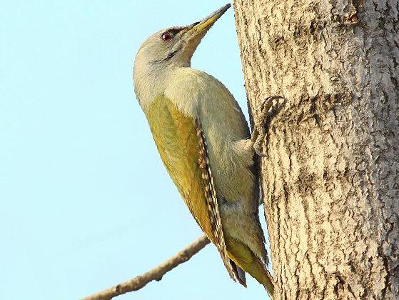 灰头绿啄木鸟图片