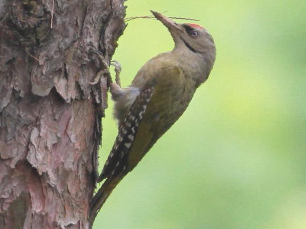 灰头绿啄木鸟图片