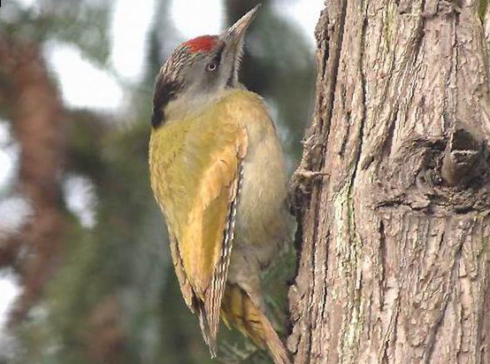 灰头绿啄木鸟图片