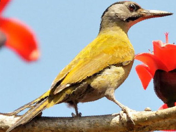 灰头绿啄木鸟图片