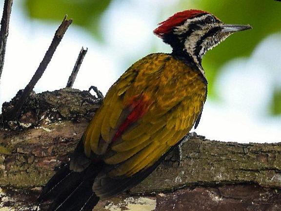 金背三趾啄木鸟图片