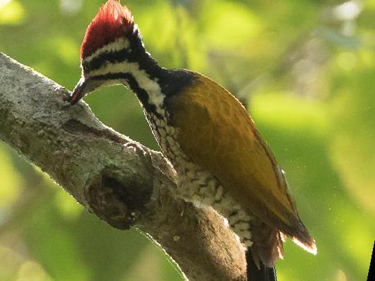 金背三趾啄木鸟图片