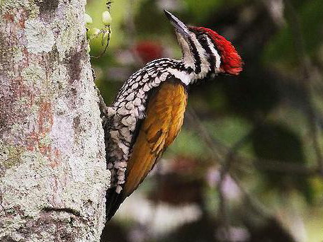 金背三趾啄木鸟图片