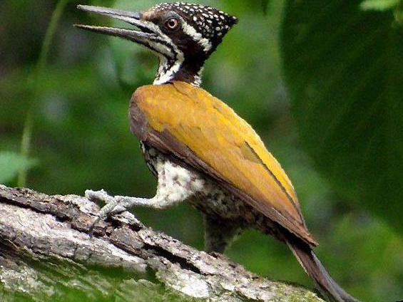 大金背啄木鸟图片