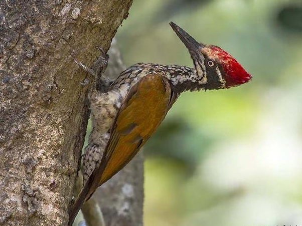 大金背啄木鸟图片