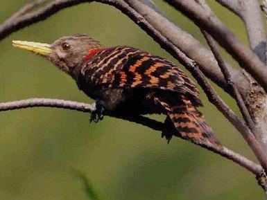 黄嘴栗啄木鸟图片