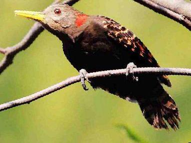 黄嘴栗啄木鸟图片