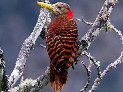 黄嘴栗啄木鸟图片