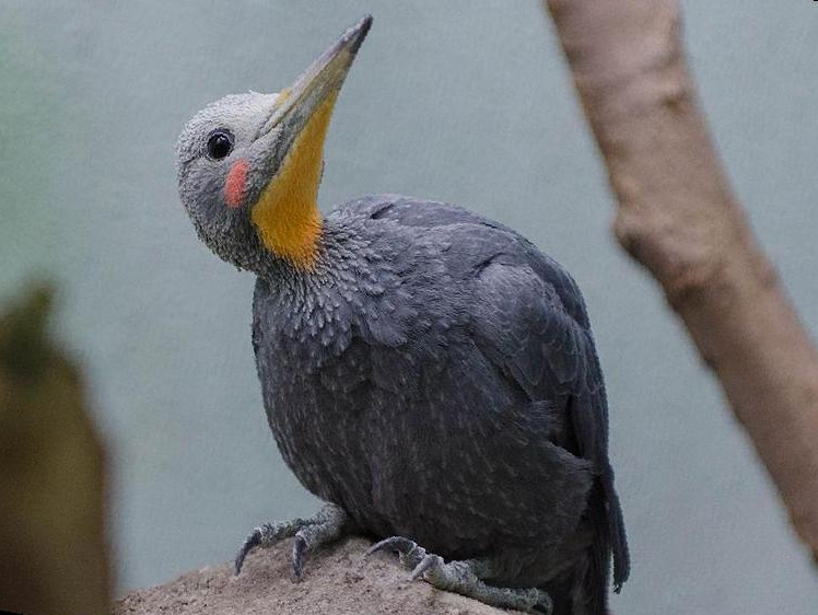 大灰啄木鸟图片