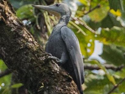 大灰啄木鸟图片