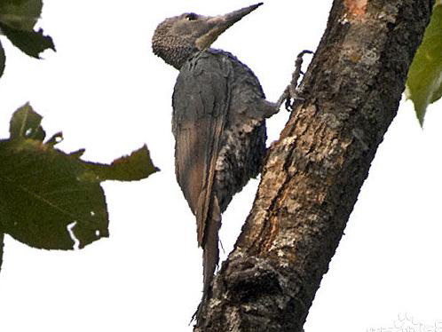 大灰啄木鸟图片