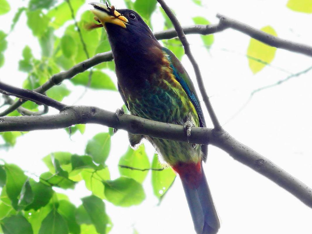 大拟啄木鸟图片