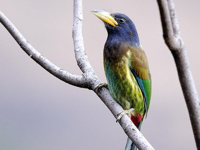 大拟啄木鸟图片