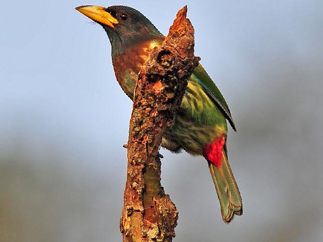 大拟啄木鸟图片