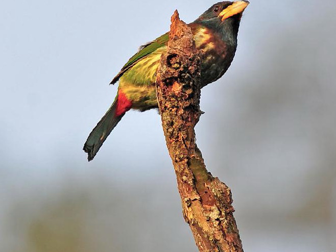 大拟啄木鸟图片