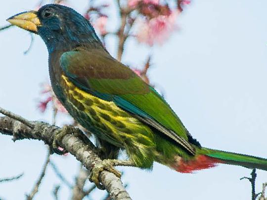 大拟啄木鸟图片