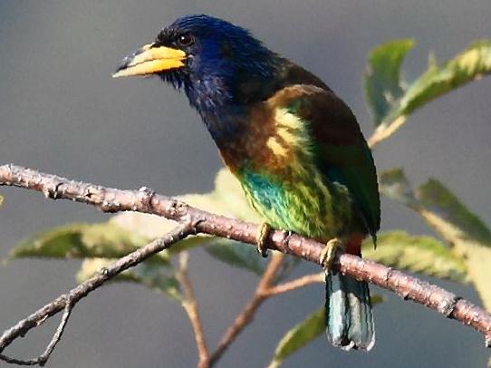 大拟啄木鸟图片