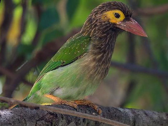[斑头]绿拟啄木鸟图片