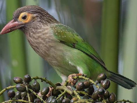 [斑头]绿拟啄木鸟图片
