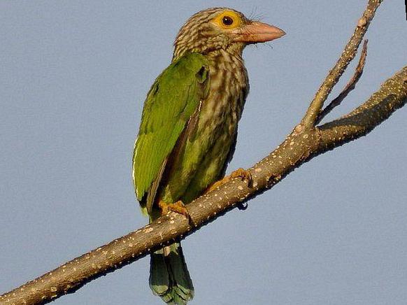 [斑头]绿拟啄木鸟图片