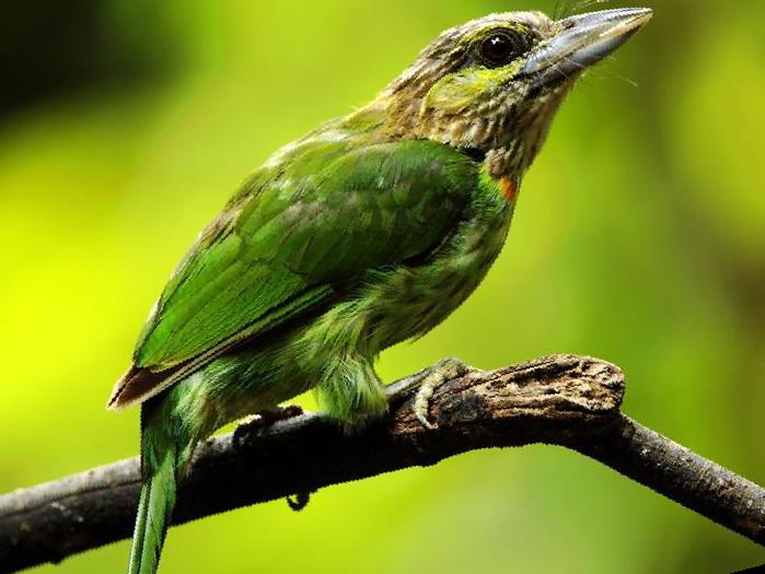 黄纹拟啄木鸟图片