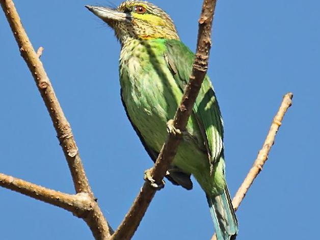 黄纹拟啄木鸟图片