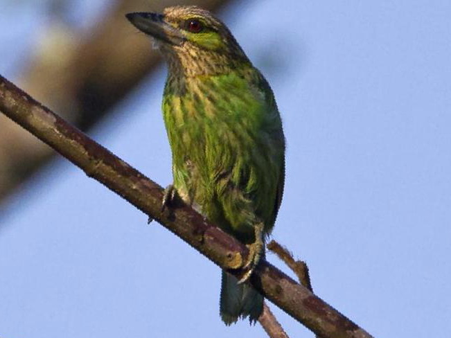 黄纹拟啄木鸟图片