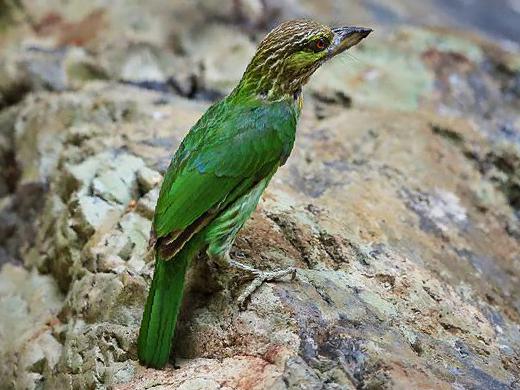 黄纹拟啄木鸟图片