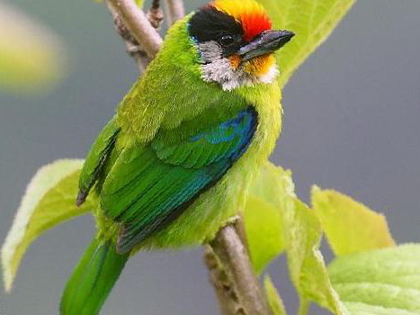 金喉拟啄木鸟图片