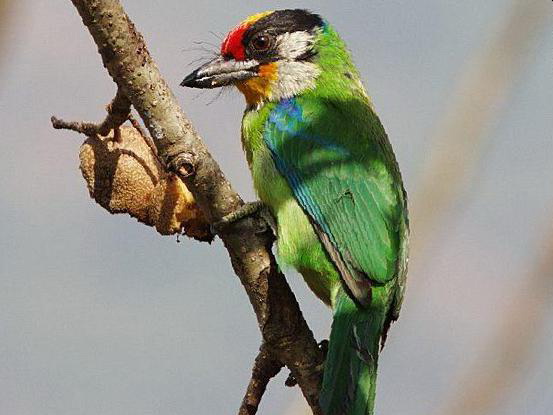 金喉拟啄木鸟图片