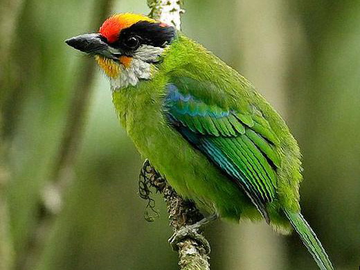 金喉拟啄木鸟图片