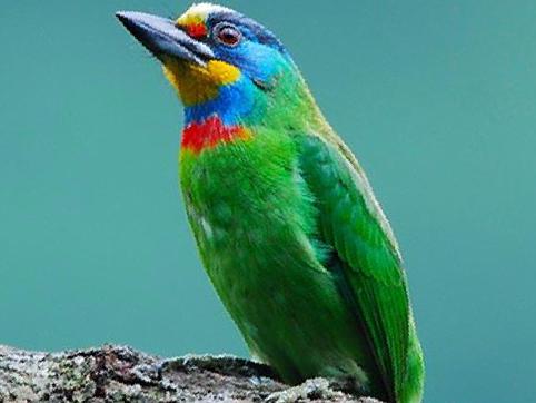 黑眉拟啄木鸟图片