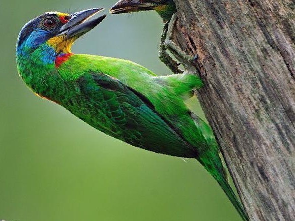 黑眉拟啄木鸟图片